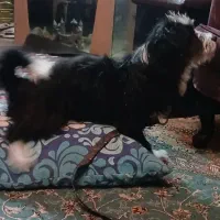 سگ پامر ماده