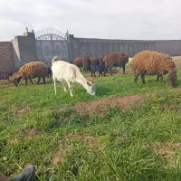 بزسانن|حیوانات مزرعه|نیشابور, بکاول|دیوار