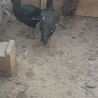 مرغ لاری|حیوانات مزرعه|نیشابور, مازول|دیوار