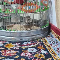 سهره خاکی شیراز