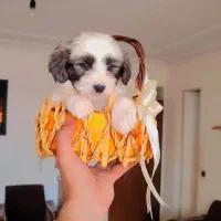 شیتزو پامر|سگ|تهران, سعادت‌آباد|دیوار