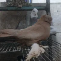 جفت نر ماده