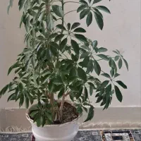 گل شلفرا با گلدون سرامیکی