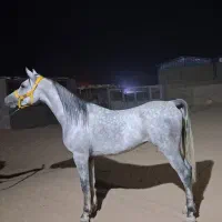 سیلمی دوسر مصری