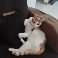 گربه گم شده