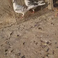 کبوتر پلاکی