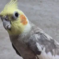 عروس هلندی