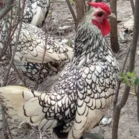 سلام ۶عدد مرغ سپرایت یک عدد خروس