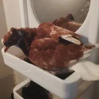 دوتا جوجه یکی گاشانی یکی دوم سفید|پرنده|خرمآباد, |دیوار