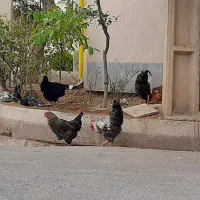 تعویض خروس ۹ماهه با مرغ جوان