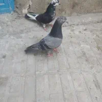 کبوتر|پرنده|شاهدشهر, |دیوار