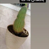 حراج گل خانگی|گل و گیاه طبیعی|شاهین‌شهر, شهرک ردانی پور|دیوار
