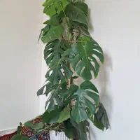 دو گیاه انجیری