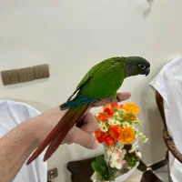 طوطی گرینچیک رام و دستی|پرنده|تهران, تهرانسر شمالی|دیوار