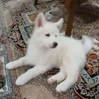 فروش سگ نر شناسنامه دار با مبلغ ۳۰ میلیون تومان