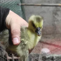 جوجه غاز لیندا و آفریقایی اصل