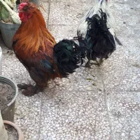 2تاخروس‌رسمی‌خونگی‌درشت‌خروس‌لهستانی|حیوانات مزرعه|قم, هنرستان|دیوار