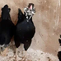 جوجه و تخم‌ مرغ و خروس گلین محلی فول کیفیت|حیوانات مزرعه|شیراز, گل سرخ|دیوار
