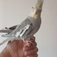 عروس هلندی مست مست سخنگو