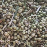 خریدار گشنیز