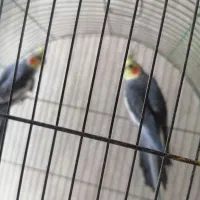 تعداد عروس هلندی