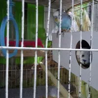 یک جفت انگلیسی سر ۷ عدد تخم.