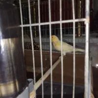 ماده موزائیکی|پرنده|قرچک, شهرک طلائیه|دیوار