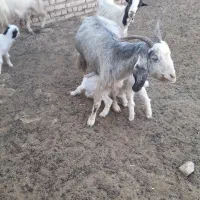 تعداد ۵راس بز  دوقولو  جوان  همراه  ۱۰راس بزغاله|حیوانات مزرعه|شریف‌آباد, |دیوار