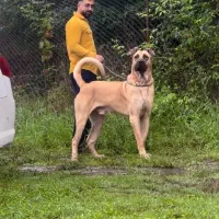 سگ سرابی|سگ|میلاجرد, |دیوار