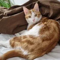 گربه گمشده|حیوانات|یزد, |دیوار