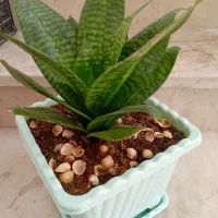 گل سانسوری ، قاشقی، پرتغال
