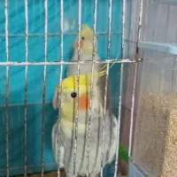 عروس هلندی جفت|پرنده|مشهد, کوشش|دیوار
