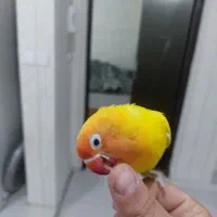 پرنده طوطی برزیلی دستی درجه یک|پرنده|اهواز, کوی رمضان|دیوار