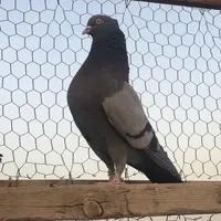 مجسمه کبوتر سبز کاکلی