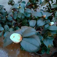 کاملیا|گل و گیاه طبیعی|گوراب زرمیخ, |دیوار