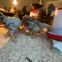 فروش ۵۰ تامرغ و خروس محلی گلپایگان و برهما|حیوانات مزرعه|هشتگرد, تهران دشت|دیوار