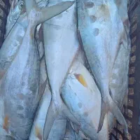 ماهی لحلاح شرط تازه