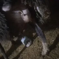 ۱۶راس میش|حیوانات مزرعه|کرمانشاه, |دیوار