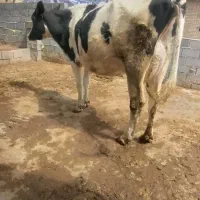 گاو شیری خوب آروم جوان