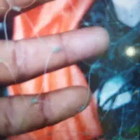 تور ماهیگیری یال اسبی