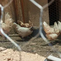 سلام تخم مرغ نطفه دار|حیوانات مزرعه|رفسنجان, |دیوار