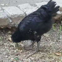 تعدادی مرغ گلین