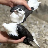 پشت سیاه بوشهری