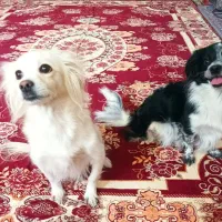 سگ نژاد اشتپیز|سگ|یزد, |دیوار