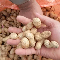 دستگاه برداشت  بادام زمینی ( اصلاندوز.قره داغ )