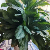 گل فروشی|گل و گیاه طبیعی|چوبر, |دیوار