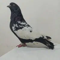 ذرت گندم معاوضه با کفتر