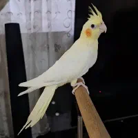 عروس هلندی نر سخنگو