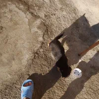 سگ پا کوتاه