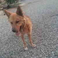 سگ ژرمن معاوضه یا فروش